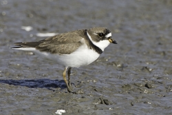 Semipalmated Plover