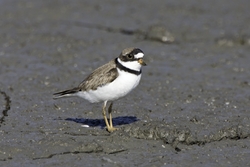 Semipalmated Plover
