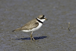 Semipalmated Plover