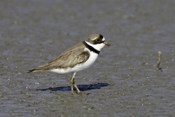 Semipalmated Plover