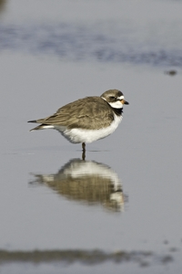 Semipalmated Plover