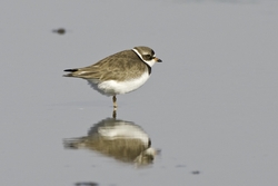 Semipalmated Plover