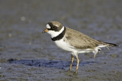 Semipalmated Plover