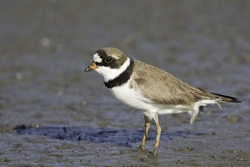 Semipalmated Plover