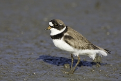 Semipalmated Plover