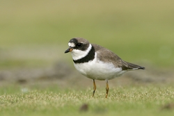 Semipalmated Plover