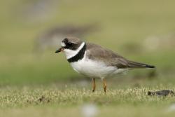 Semipalmated Plover