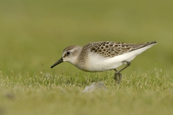 Semipalmated Sandpiper
