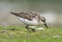 Semipalmated Sandpiper