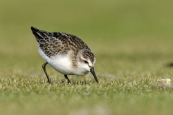 Semipalmated Sandpiper