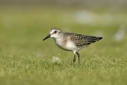 Semipalmated Sandpiper