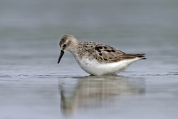 Semipalmated Sandpiper