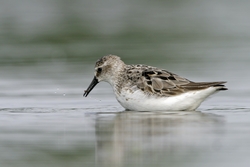 Semipalmated Sandpiper