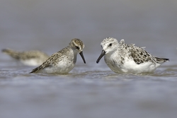 Semipalmated Sandpiper