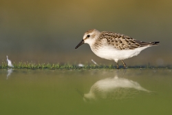 Semipalmated Sandpiper