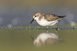 Semipalmated Sandpiper