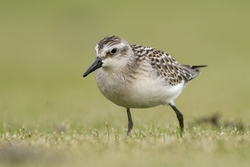 Semipalmated Sandpiper