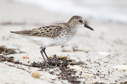 Semipalmated Sandpiper