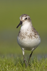 Semipalmated Sandpiper