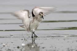 Semipalmated Sandpiper
