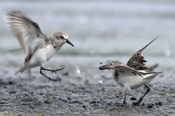 Semipalmated Sandpiper