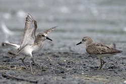 Semipalmated Sandpiper
