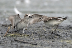Semipalmated Sandpiper