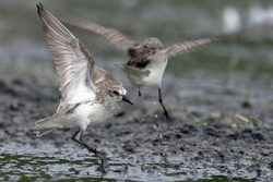 Semipalmated Sandpiper