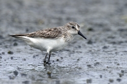 Semipalmated Sandpiper