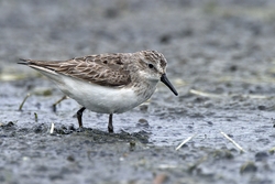 Semipalmated Sandpiper