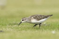 Semipalmated Sandpiper