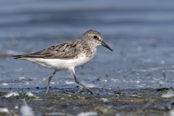 Semipalmated Sandpiper