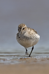 Semipalmated Sandpiper