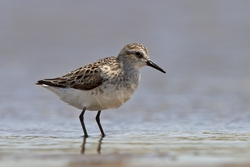 Semipalmated Sandpiper