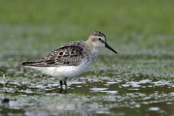 Semipalmated Sandpiper