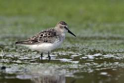 Semipalmated Sandpiper