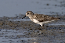 Semipalmated Sandpiper