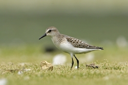 Semipalmated Sandpiper