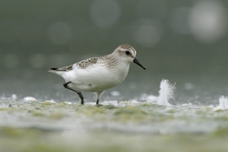 Semipalmated Sandpiper