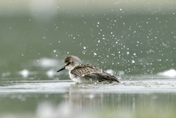 Semipalmated Sandpiper