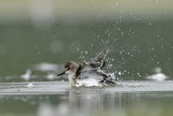 Semipalmated Sandpiper
