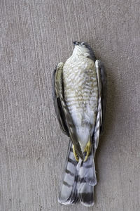 Sharp-shinned Hawk