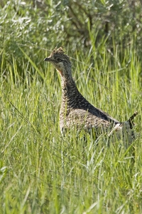 Sharp-tailed Grouse