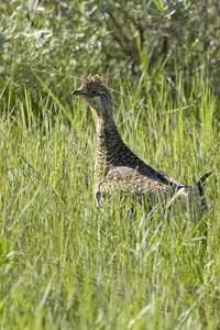 Sharp-tailed Grouse