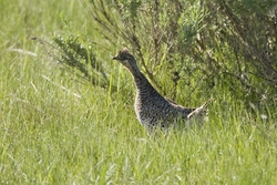 Sharp-tailed Grouse