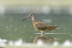 Short-billed Dowitcher