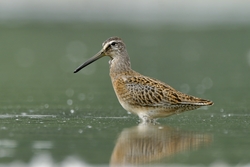 Short-billed Dowitcher