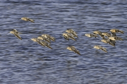 Short-billed Dowitcher