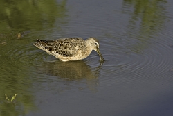 Short-billed Dowitcher