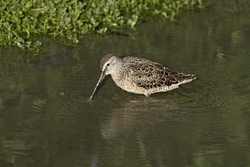 Short-billed Dowitcher